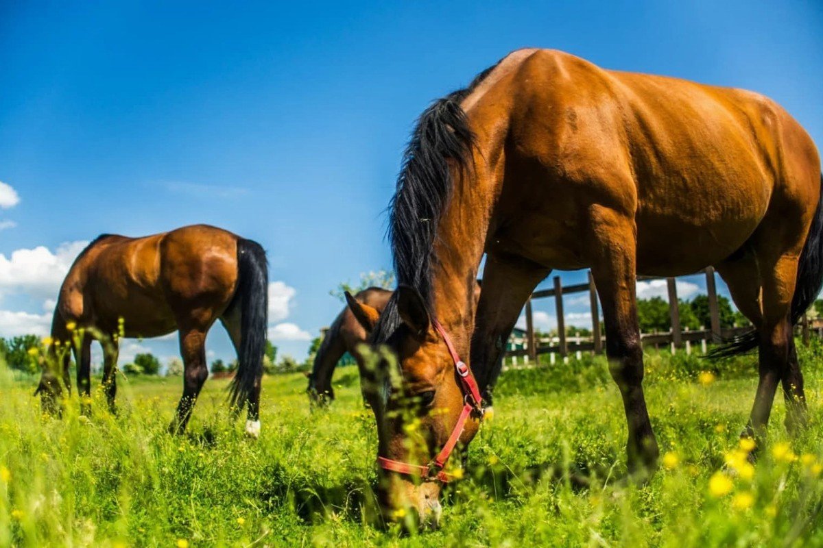 Liečebný dom Rimava ***